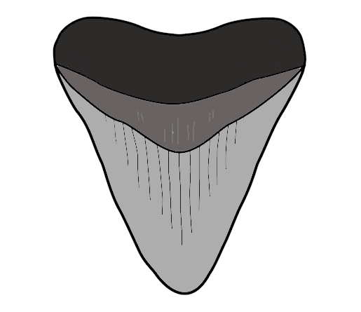 Fossil FAQ - Code Black Fossils