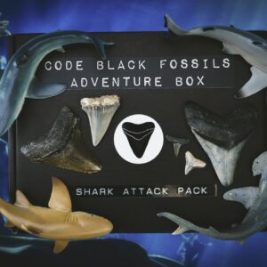 "Shark Attack Pack" Fossil Advent Calendar (7 Day)