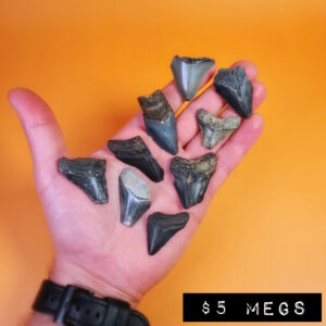 Budget Megalodon Teeth