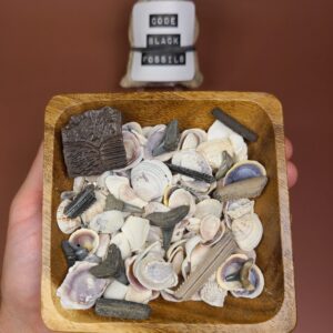 "Squirts" Fossil Dig Kit