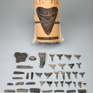 "Lil' Dig" Fossil Dig Kit