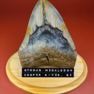 Premium Megalodon Displays