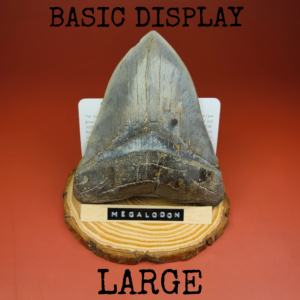 Megalodon Shark Tooth Display Stands