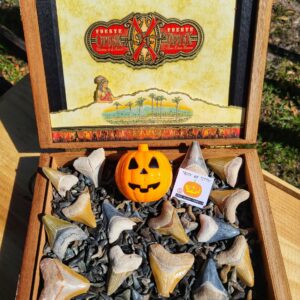 Halloween Bone Valley Megalodon Teeth