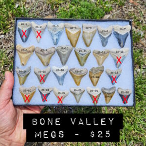 bone valley megalodon tooth florida fossil
