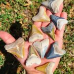 bone valley megalodon tooth florida fossil