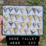 bone valley megalodon shark teeth for sale $20