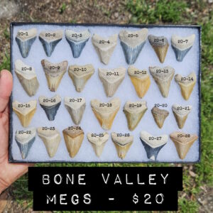 bone valley megalodon shark teeth for sale $20