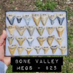 bone valley megalodon shark teeth for sale $25