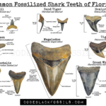 fossilized florida shark tooth id guide with detailed pictures of anatomical features, serrations, size, and comparisons between different species