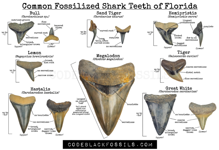 fossilized florida shark tooth id guide with detailed pictures of anatomical features, serrations, size, and comparisons between different species