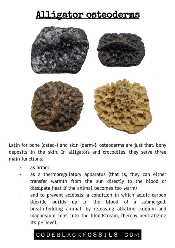 fossil identification guide for alligator osteoderm fossils, including anatomy, scientific information, and prehistoric background details