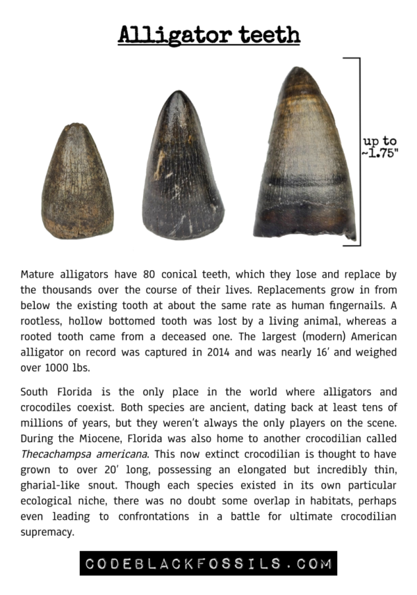 fossil identification guide for alligator tooth fossils, including anatomy, scientific information, and prehistoric background details