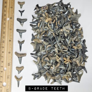 bulk fossilized shark teeth for sale
