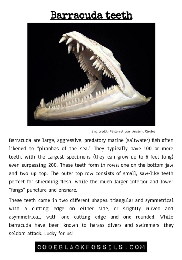 fossil identification guide for barracuda tooth fossils, including anatomy, scientific information, and prehistoric background details