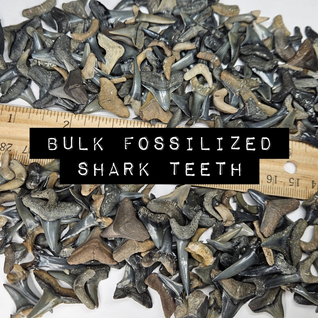bulk fossilized shark teeth for sale