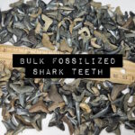 bulk fossilized shark teeth for sale