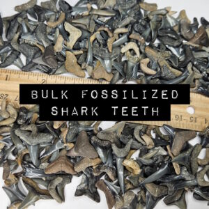 bulk fossilized shark teeth for sale