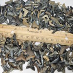 bulk fossilized shark teeth for sale