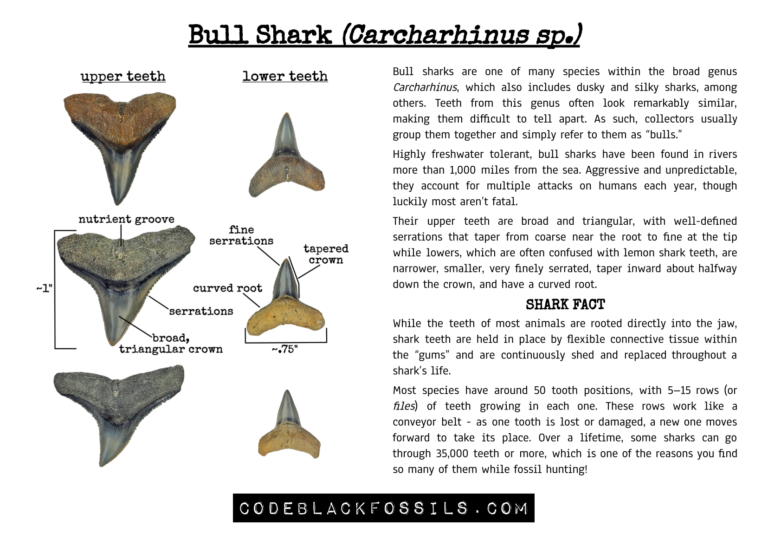 educational infographic showing bull shark teeth, including anatomy, serrations, shape variations, and fossil identification information