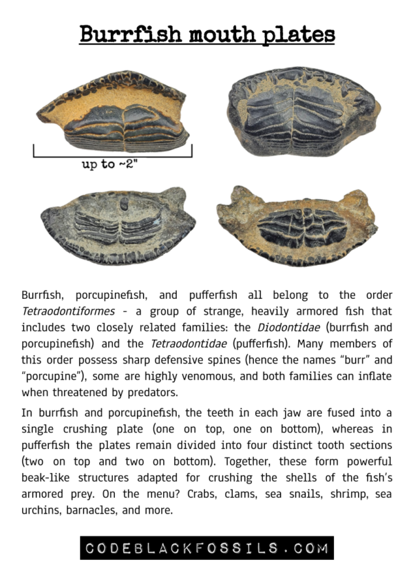 fossil identification guide for burrfish tooth fossils, including anatomy, scientific information, and prehistoric background details