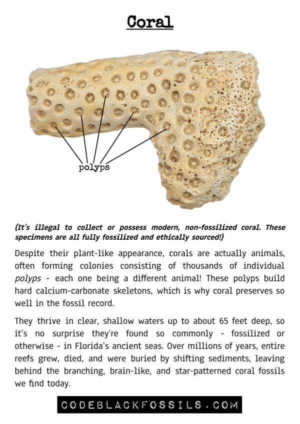 fossil identification guide for coral fossils, including anatomy, scientific information, and prehistoric background details