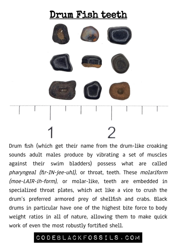 fossil identification guide for drum fish tooth fossils, including anatomy, scientific information, and prehistoric background details