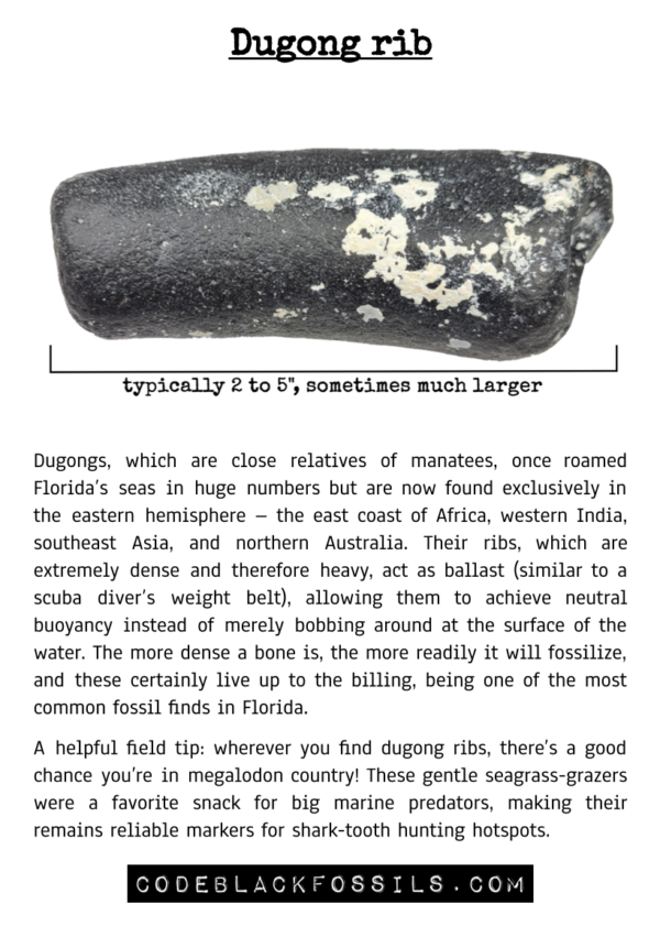 fossil identification guide for dugong rib fossils, including anatomy, scientific information, and prehistoric background details