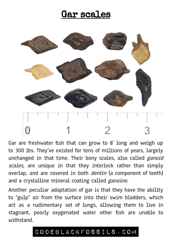 fossil identification guide for gar fish scale fossils, including anatomy, scientific information, and prehistoric background details