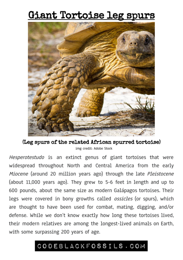 fossil identification guide for giant tortoise leg spur fossils, including anatomy, scientific information, and prehistoric background details