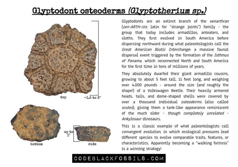 fossil identification guide for glyptodont fossils, including anatomy, osteoderms, scientific information, and prehistoric background details