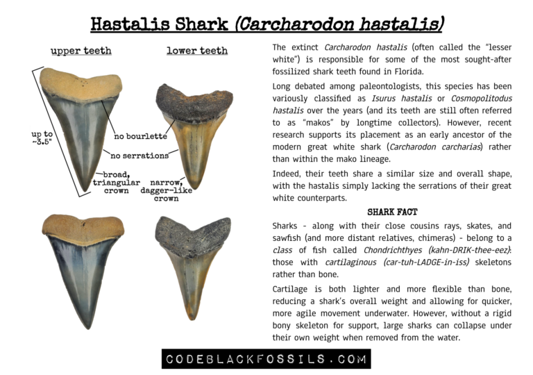 educational infographic showing hastalis shark teeth, including anatomy, serrations, shape variations, and fossil identification information