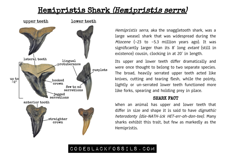 educational infographic showing hemipristis shark teeth, including anatomy, serrations, shape variations, and fossil identification information