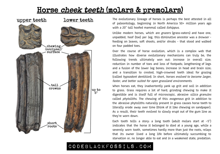 fossil identification guide for ice age horse tooth fossils, including anatomy, dentition, scientific information, and prehistoric background details