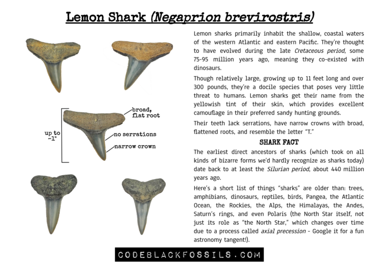 educational infographic showing lemon shark teeth, including anatomy, serrations, shape variations, and fossil identification information