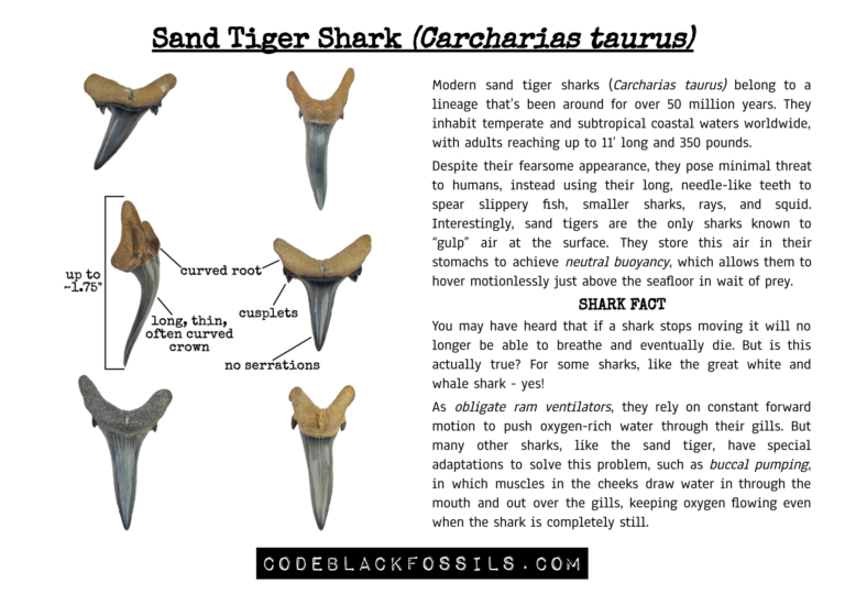 educational infographic showing sand tiger shark teeth, including anatomy, serrations, shape variations, and fossil identification information