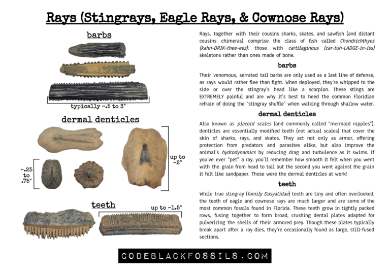 fossil identification guide for stingray fossils, including anatomy, teeth, barbs, and dermal denticles, scientific information, and prehistoric background details