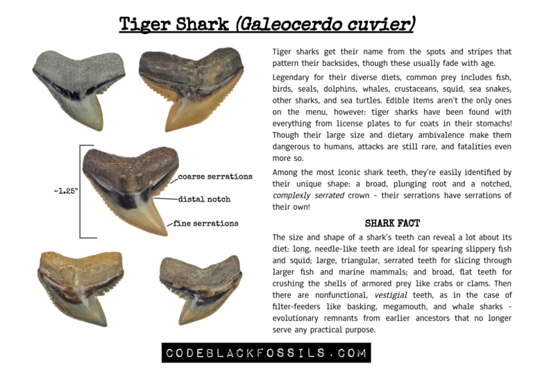 educational infographic showing tiger shark teeth, including anatomy, serrations, shape variations, and fossil identification information