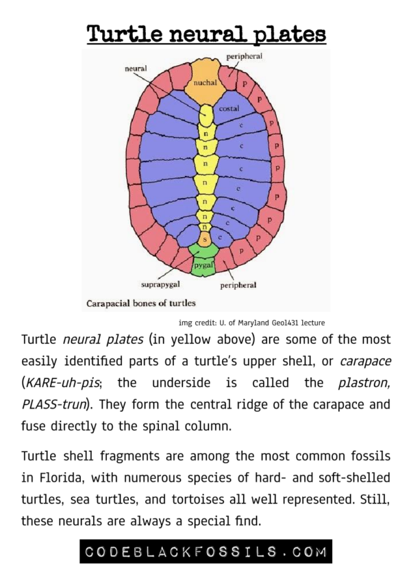 fossil identification guide for turtle shell fossils, including anatomy, scientific information, and prehistoric background details