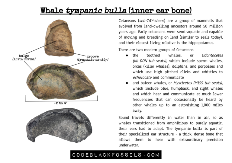fossil identification guide for whale ear bone fossils, including anatomy, structure, scientific information, and prehistoric background details