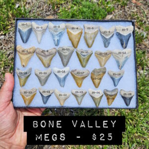 BONE VALLEY MEGALODON teeth for sale $25