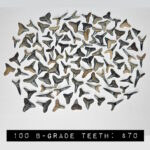 100 count bulk fossilized florida shark teeth