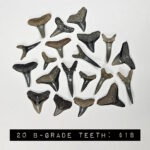 20 count bulk fossilized florida shark teeth