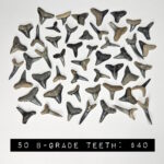 50 count bulk fossilized florida shark teeth