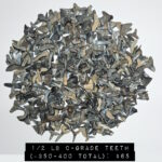 1/2 lb count bulk fossilized florida shark teeth