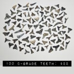 100 count bulk fossilized florida shark teeth