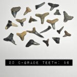 20 count bulk fossilized florida shark teeth