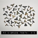 50 count bulk fossilized florida shark teeth