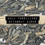 bulk fossilized stingray barbs florida
