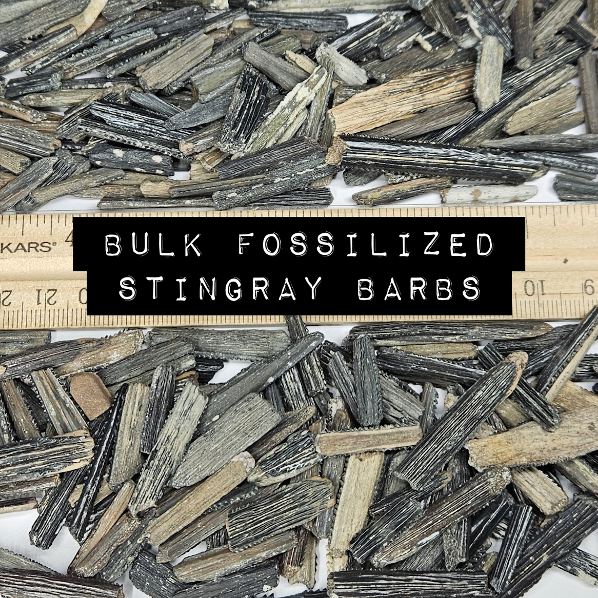 bulk fossilized stingray barbs florida